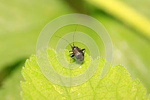 stinkbug on plant