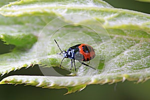 stinkbug on plant