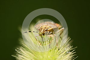 stinkbug on plant