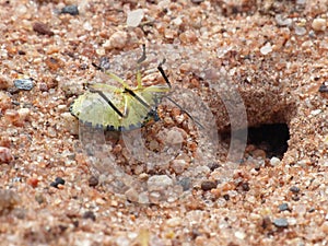 Stinkbug Prey Near Sandwasp Burrow