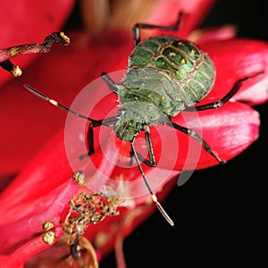 Stinkbug on red flower