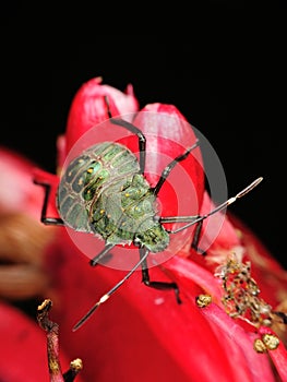 Stinkbug on red flower