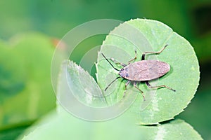 Stinkbug