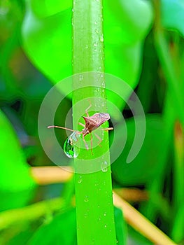 Stinkbug on the stem of a plant with water droplets