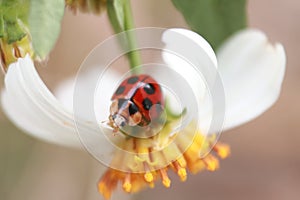 Stinker on the flower
