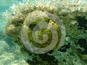 Stinker sponge Sarcotragus fasciculatus undersea, Aegean Sea