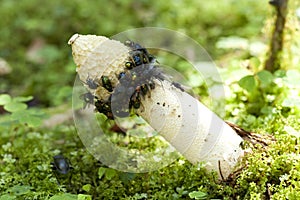 Stinkhorn and of fly