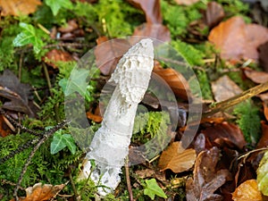 Stinkhorn mushroom, fungus aka Phallus impudicus.