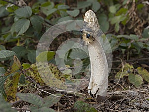 Stinkhorn, Phallus impudicus