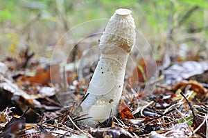 A Stinkhorn Phallus impudicus a foul smelling Stinkhorn, England.