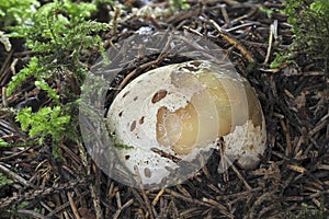 The Stinkhorn (Phallus impudicus) is a jung edible mushroom photo