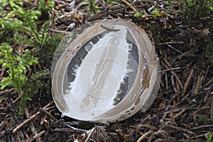 The Stinkhorn (Phallus impudicus) is a jung edible mushroom photo