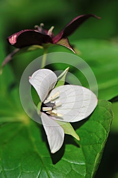 Stinking Benjamin, Trillium erectum
