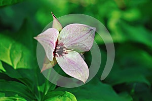 Stinking Benjamin, Trillium erectum