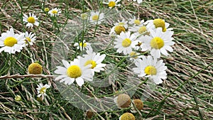 Stinking chamomile Anthemis cotula white and yellow flowers