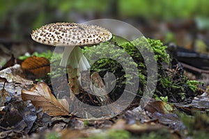 The Stinking Dapperling Lepiota aspersa is a poisonous mushroom