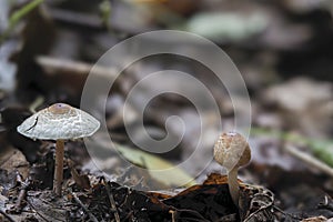 The Stinking Dapperling Lepiota cristata is an poisonous mushroom