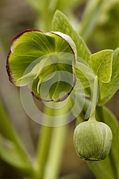 Stinking Hellebore photo