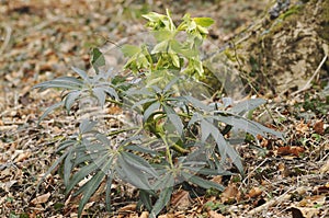 Stinking Hellebore - Helleborus foetidus photo