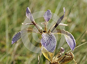 Stinking Iris photo