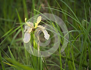 Stinking Iris flower - Iris foetidissima. photo