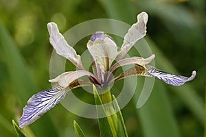 Stinking Iris photo