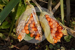 Stinking Iris photo