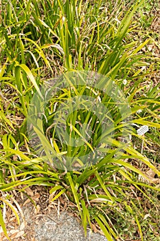 Stinking iris or Iris Foetidissima plant in Zurich in Switzerland photo