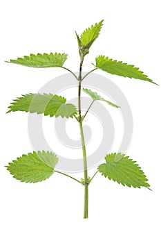 Stinking nettle (Urtica dioica)