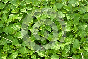 Stinking nettle (Urtica dioica)