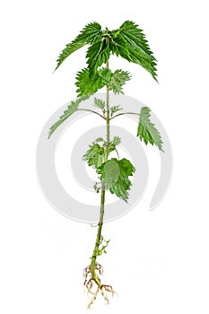 Stinking nettle Urtica dioica all plant and with root, on white background.