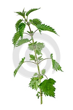 Stinking nettle Urtica dioica all plant , on white background. photo