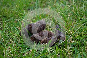 Stinking turd on lawn