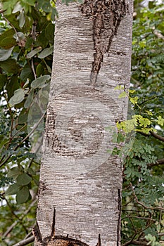 Stinkingtoe Tree Trunk