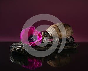 Stinkpot turtle near a purple flower on a stone in studio. Eastern musk turtle with a reflection on purple background.