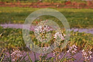 Stinkweed or African cabbage