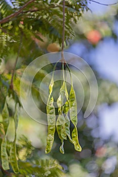 Stinky beans or Petai or Pete or Sato or Bitter bean on the tree originally from Southern in Thailand