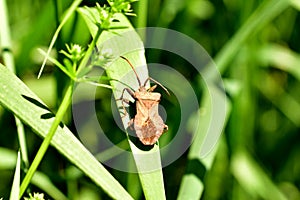 Stinky beetle close-up on a wide leaf.