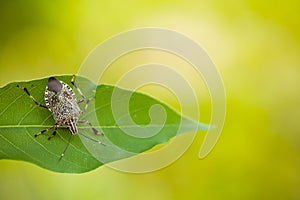 Stinky bug on leaf