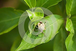 Stinky bug on leaf