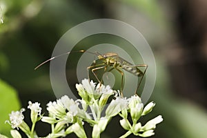 Stinky insect with antena