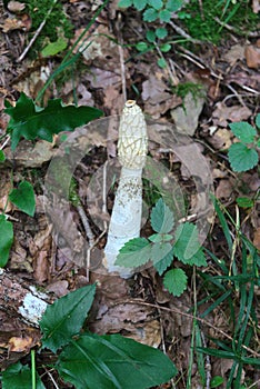 Stinky satyr Phallus impudicus