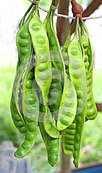 Stinky string beans also known as Petai or Sataw
