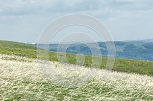 Stipa.