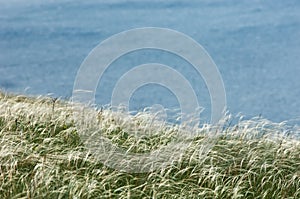 Stipa.