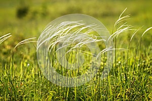 Stipa