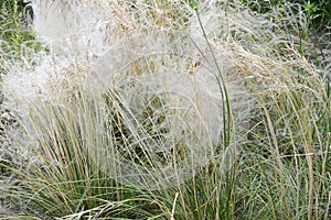 Stipa borysthenica with white plumes