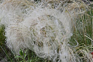 Stipa borysthenica with white plumes