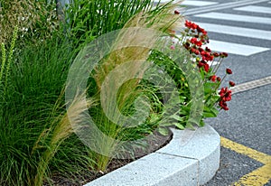 Stipa capilata in flowerbed mulch gravel with concrete raised edge