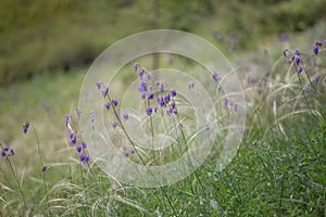 Stipa capillata as known as feather grass. Field of rare plant in the spring